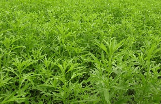 什么植物吃了能减肥