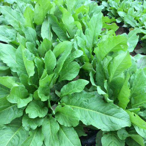 什么植物吃了能减肥