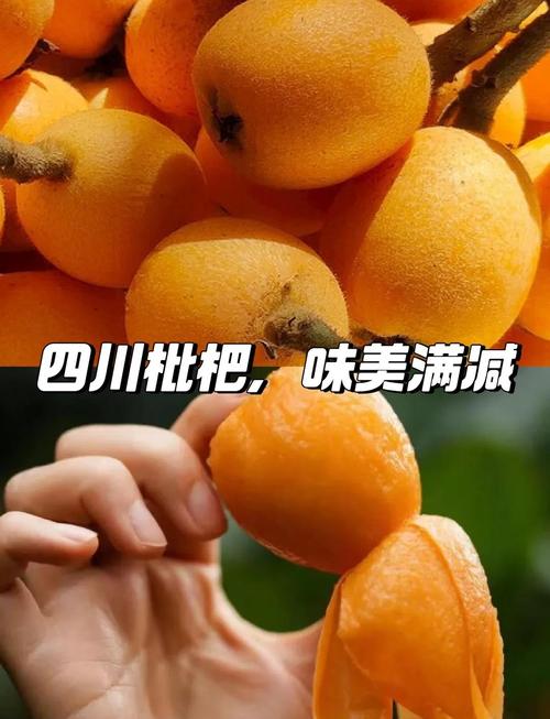 枇杷什么时候吃减肥