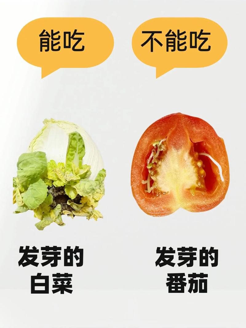 减肥为什么不易吃蒜