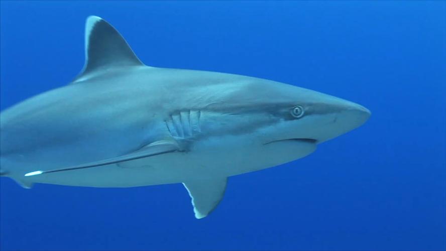 小白鲨最新价格