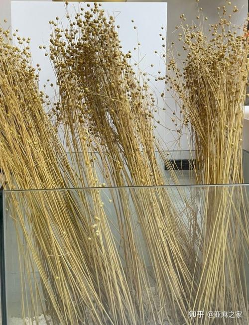 亚麻长什么样子