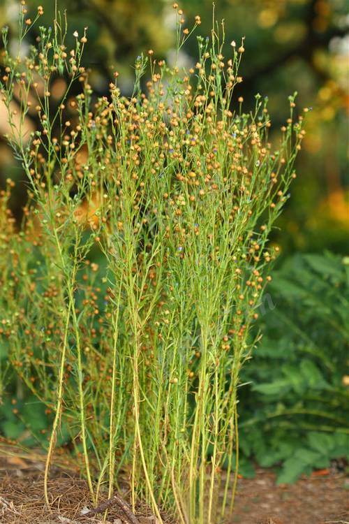 亚麻长什么样子