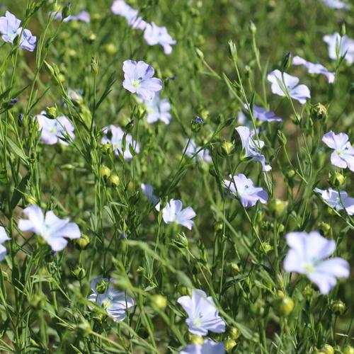 亚麻长什么样子