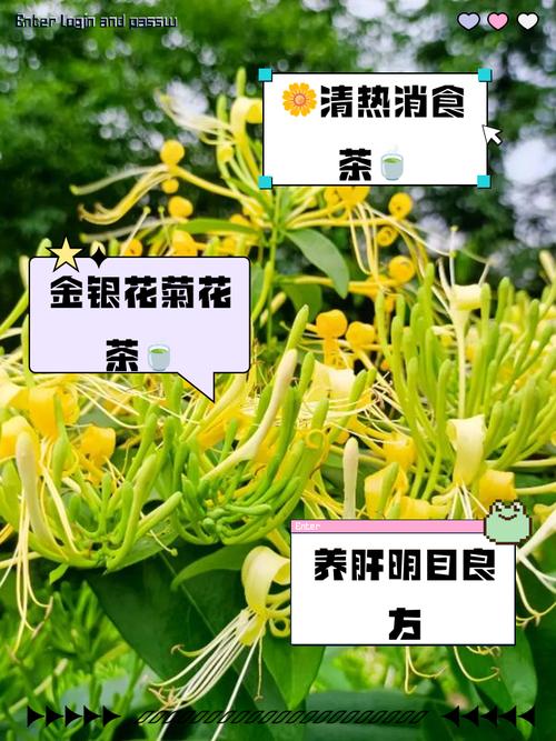 金银花配什么可以减肥