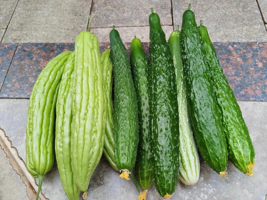 减肥吃点什么素菜好