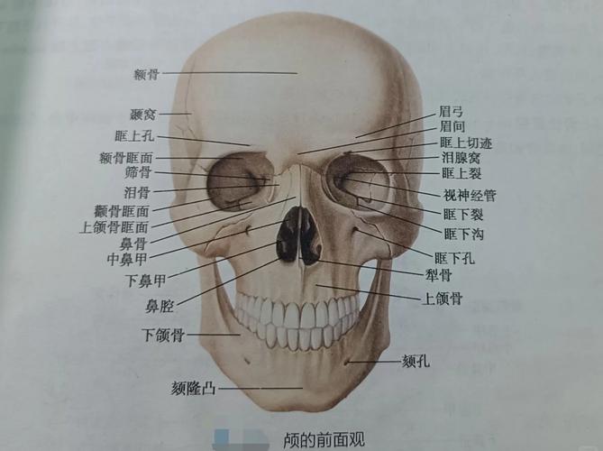 脸骨是什么