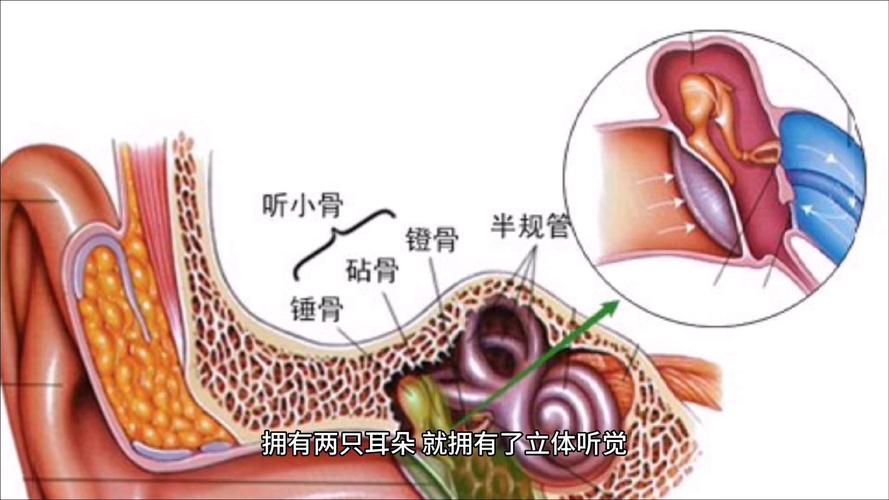 为什么有两个鼻孔