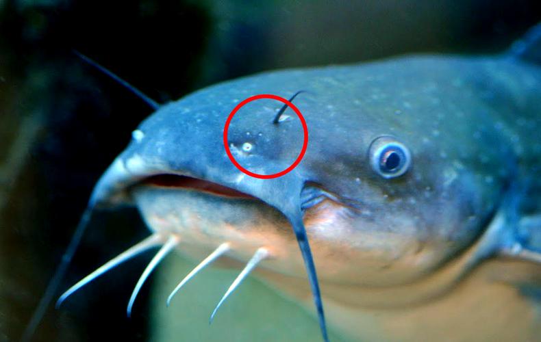 为什么有两个鼻孔