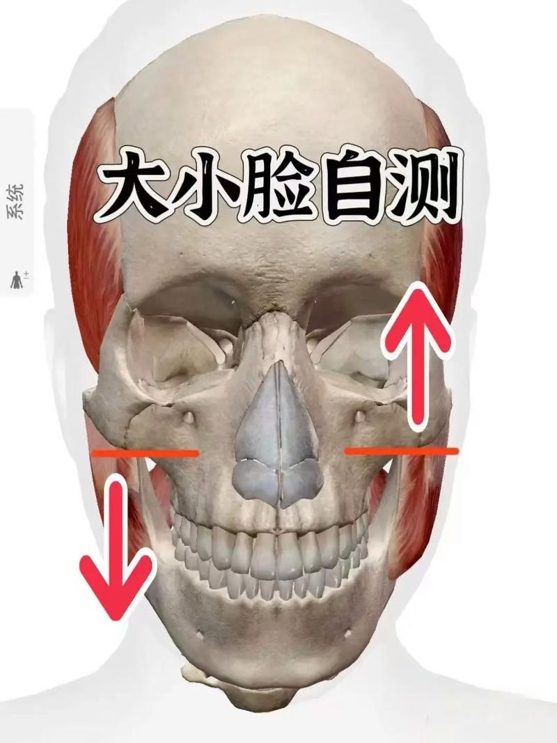 为什么脸型不对称