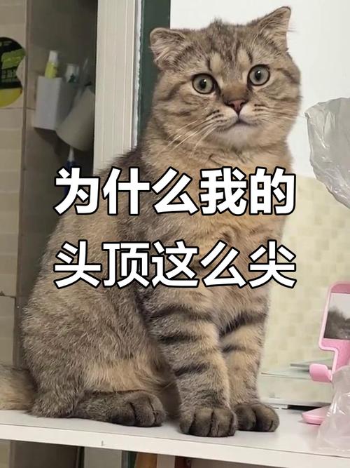 头为什么尖