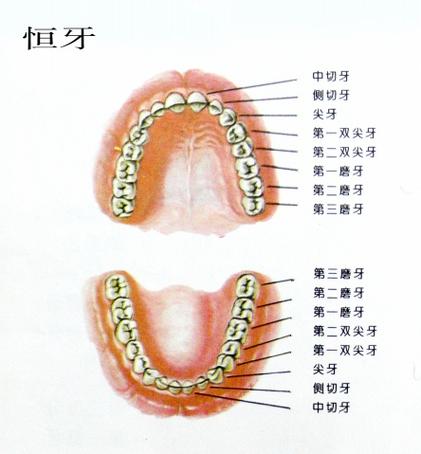 牙龈是什么部位