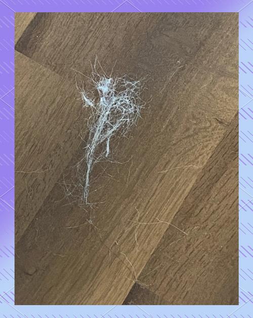 什么皮草不掉毛