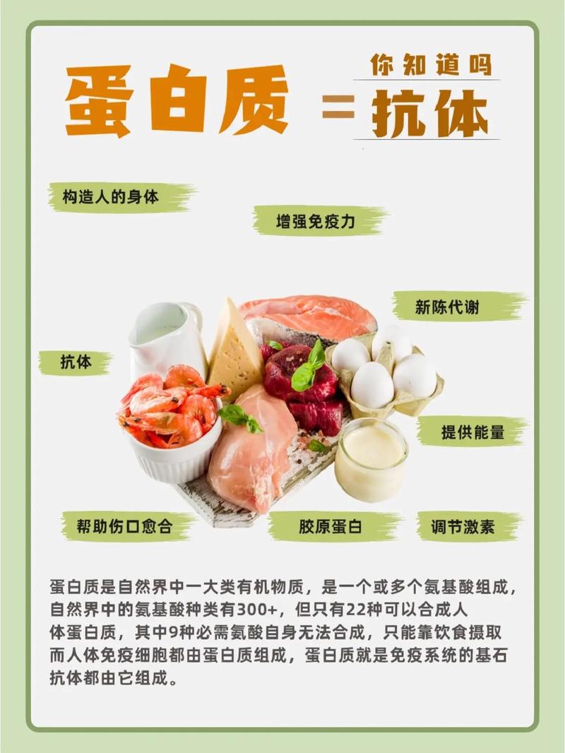 蛋白质起什么作用