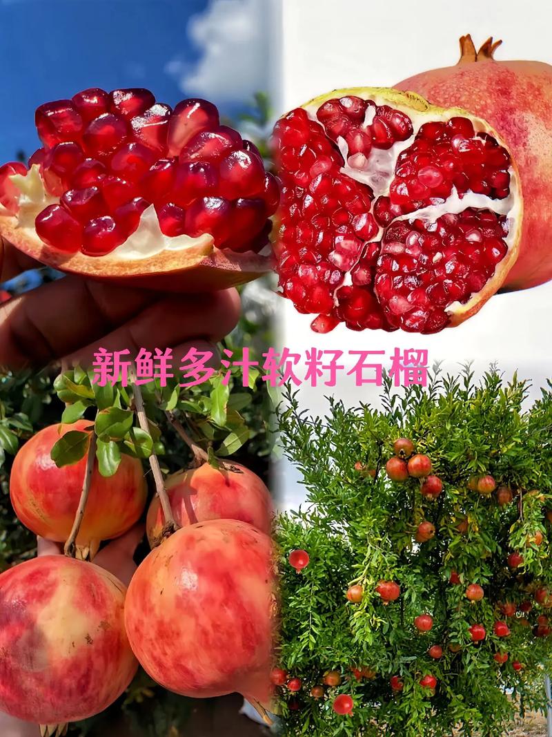 石榴很新鲜最新地址