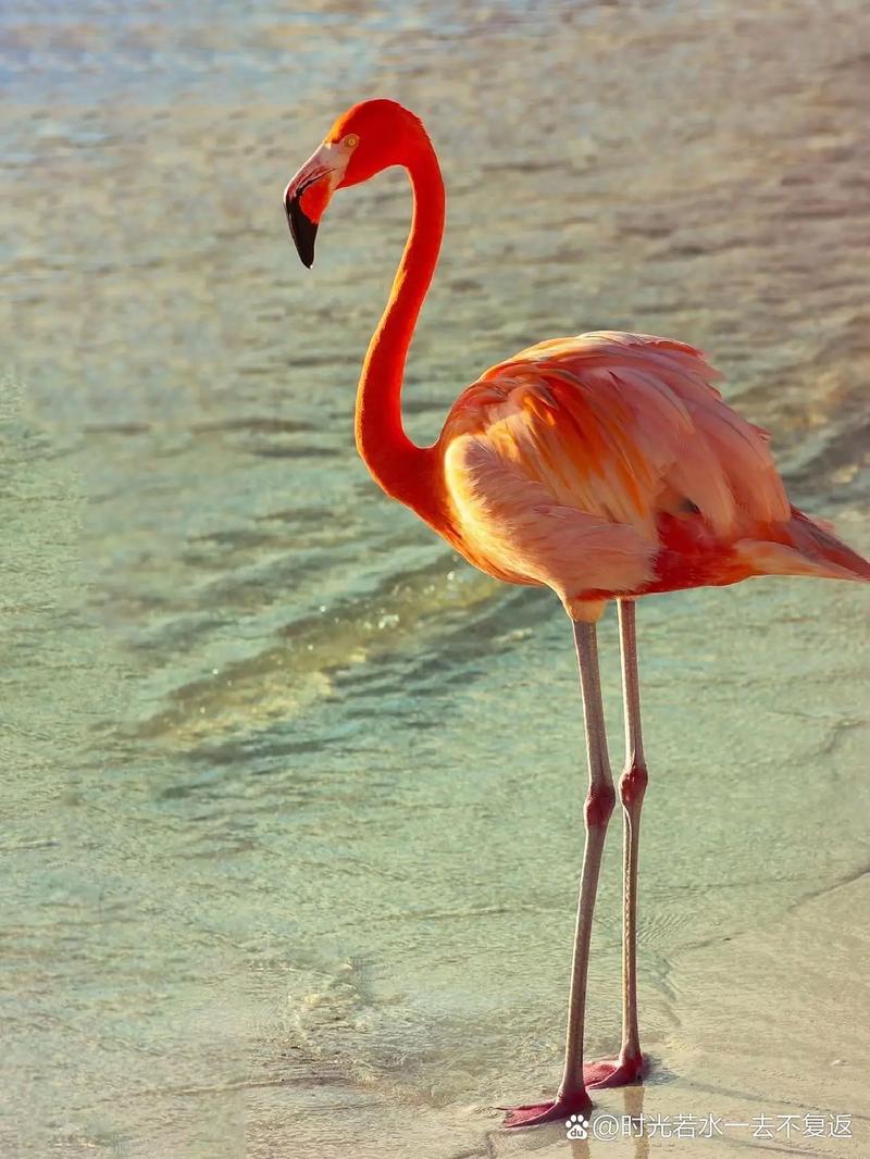 火烈鸟象征什么