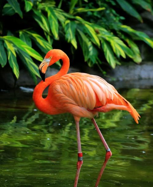 火烈鸟象征什么