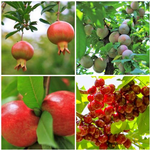 春天种植什么水果