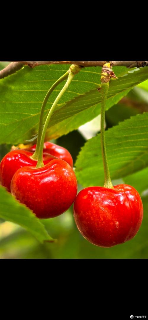 春天种植什么水果