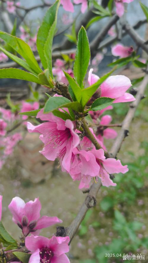 粉红的桃花像什么