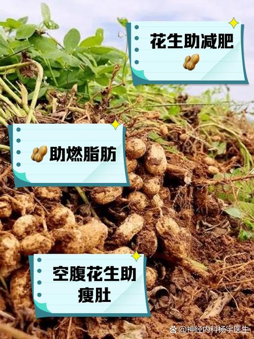 花生为什么能减肥