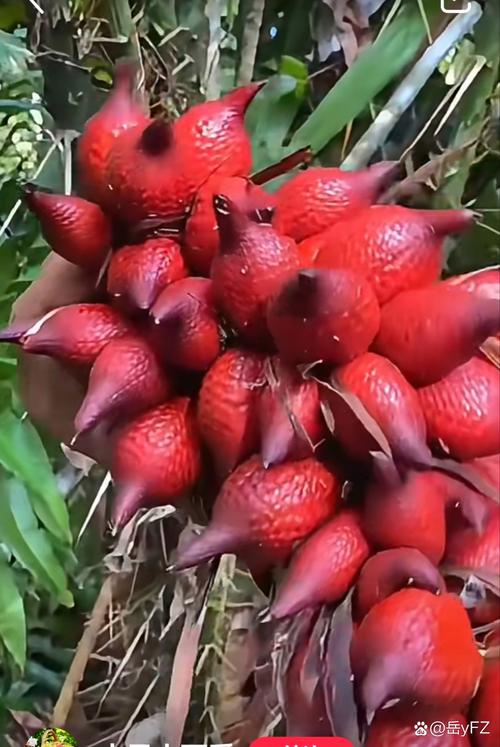 红色的都有什么