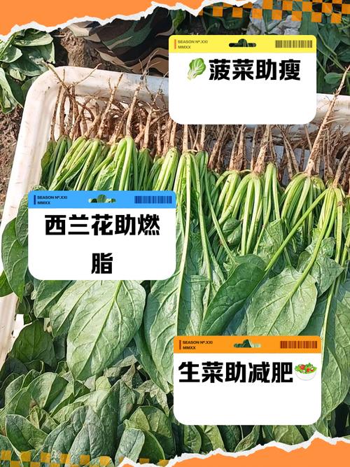 什么青菜减肥效果最好