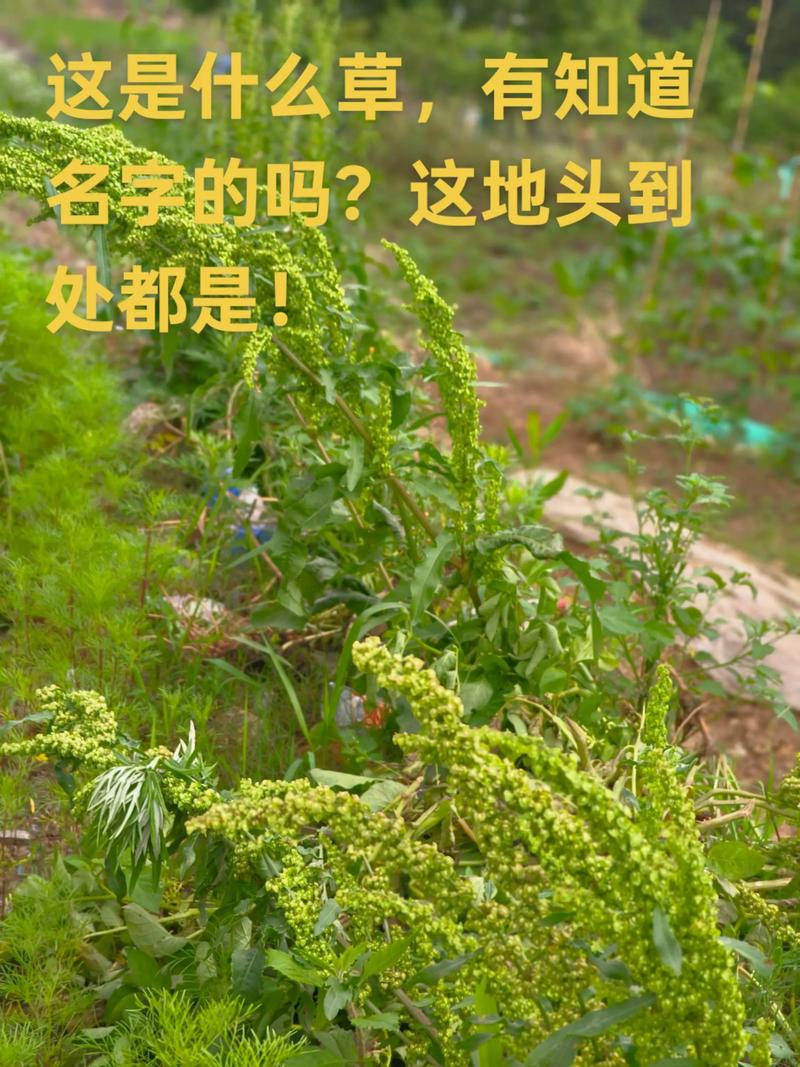 减肥药的草药是什么