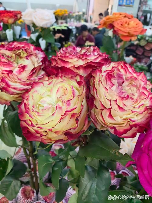 什么花最减肥效果最好