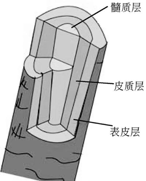 头发是什么组成的