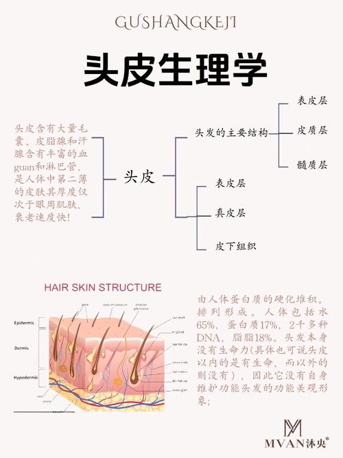 头发是什么组成的