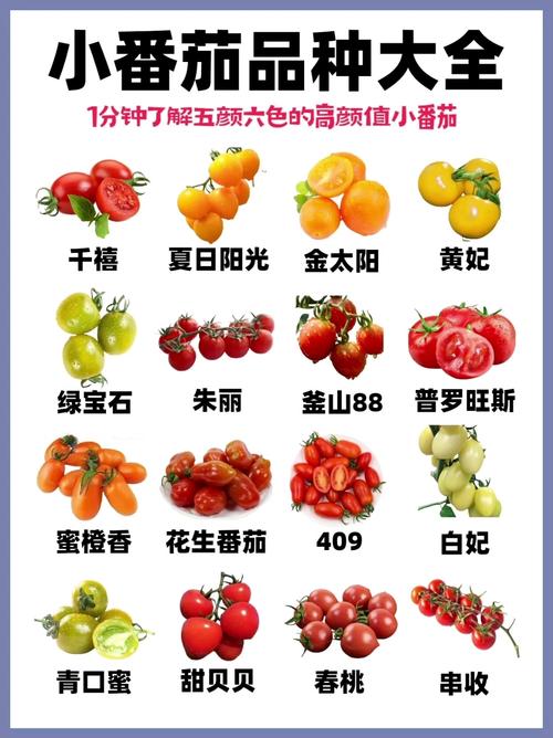 吃什么番茄能减肥