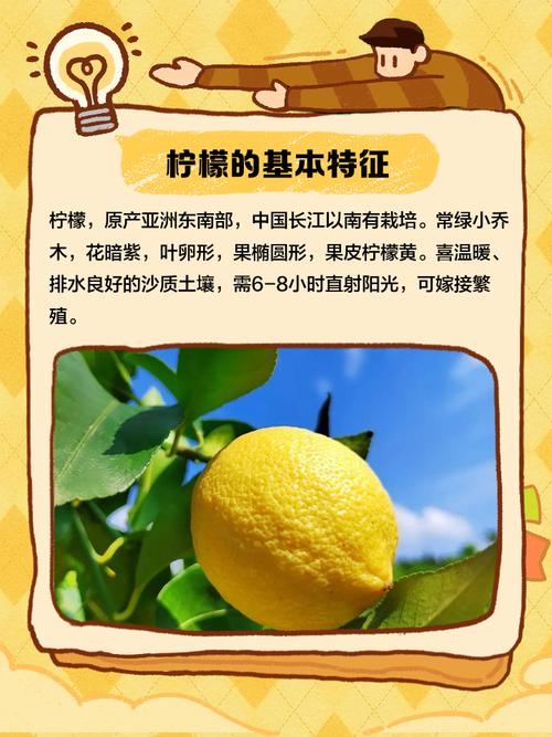 柠檬为什么可以减肥