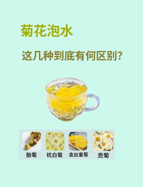 菊花和什么泡减肥瘦身