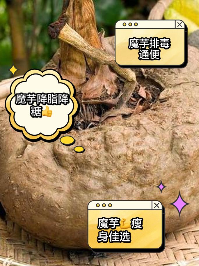 魔芋为什么可以减肥