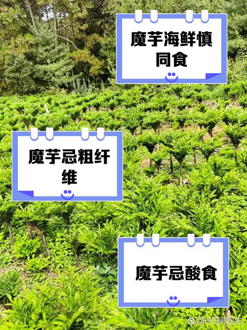 魔芋为什么可以减肥