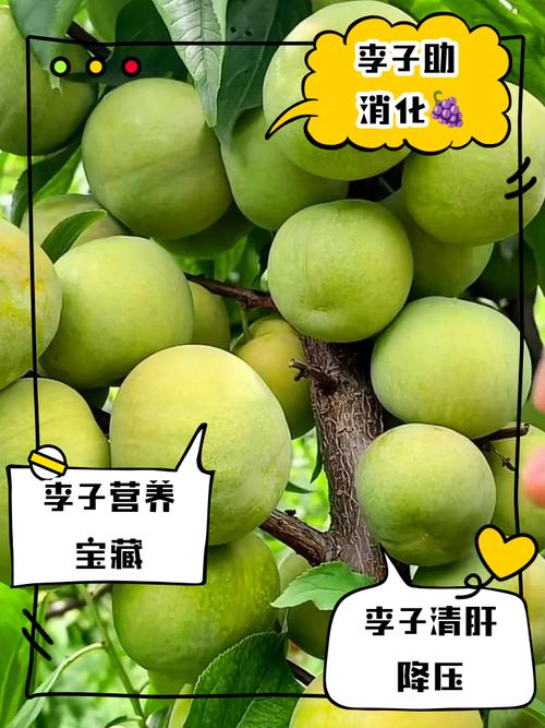李子什么时候吃减肥