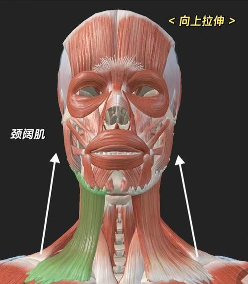 脖子长痘吃什么药