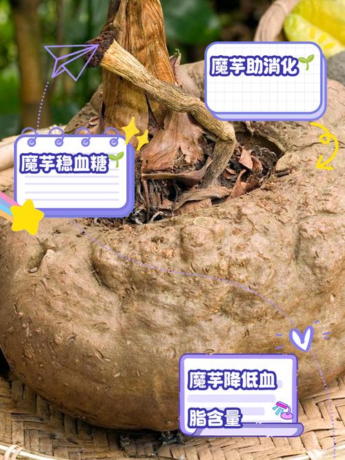 吃魔芋有什么好处