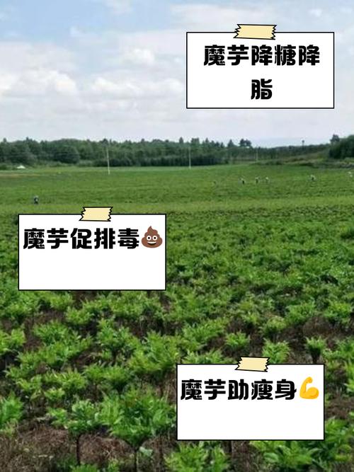 吃魔芋有什么好处