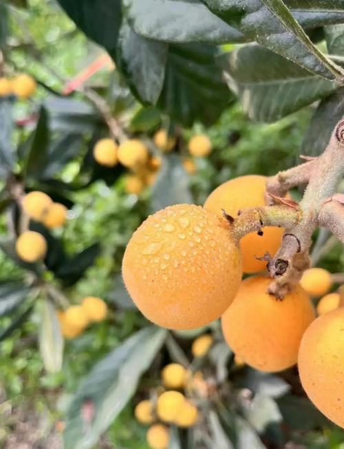 什么水果止咳效果好