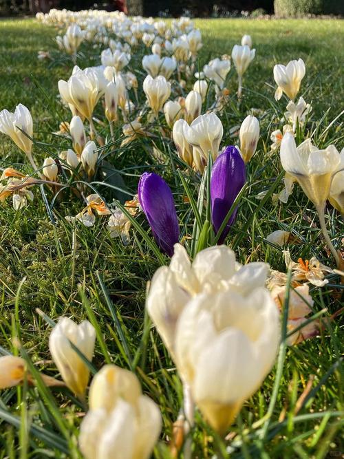 藏红花长什么样子