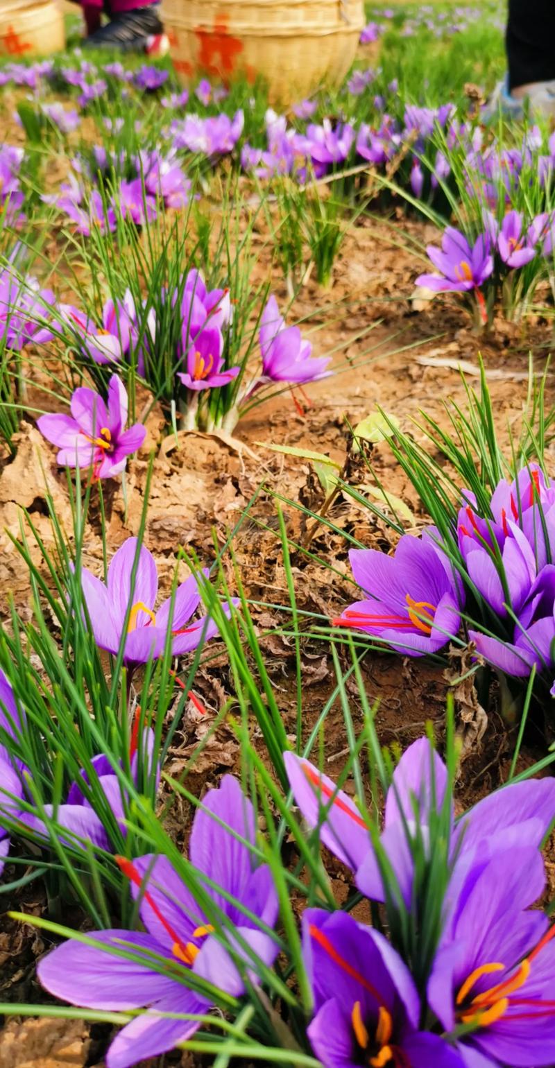 藏红花长什么样子