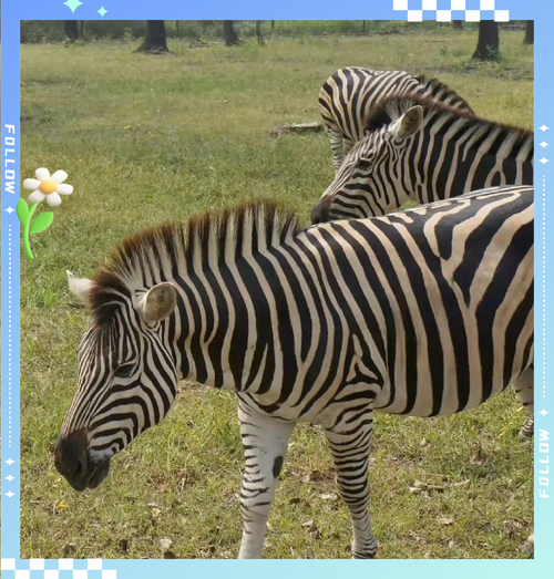 斑马的颜色怎么搭配