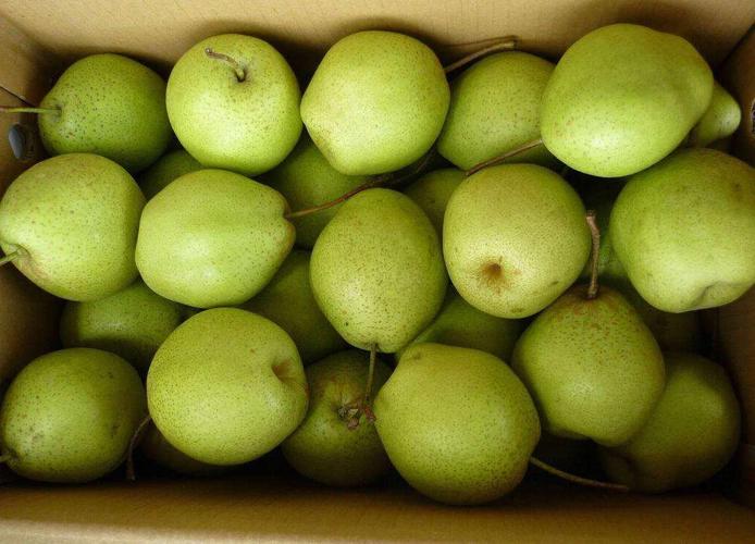 什么是降火的水果