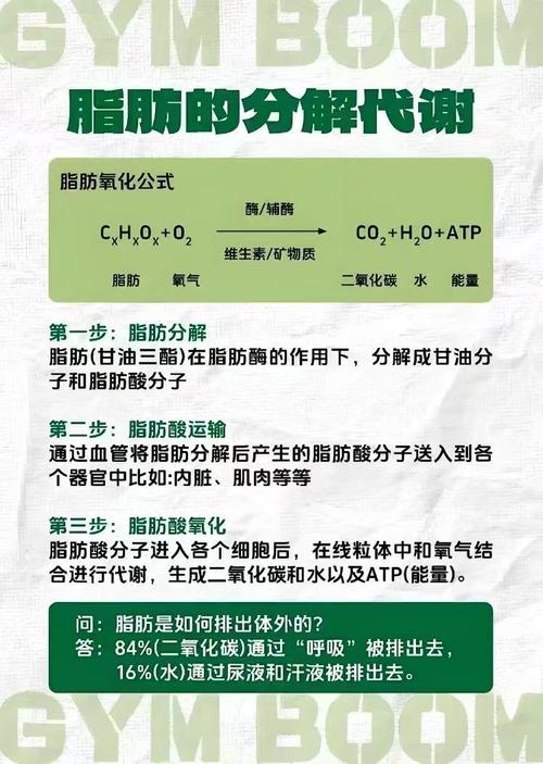 减肥精油的原理是什么意思