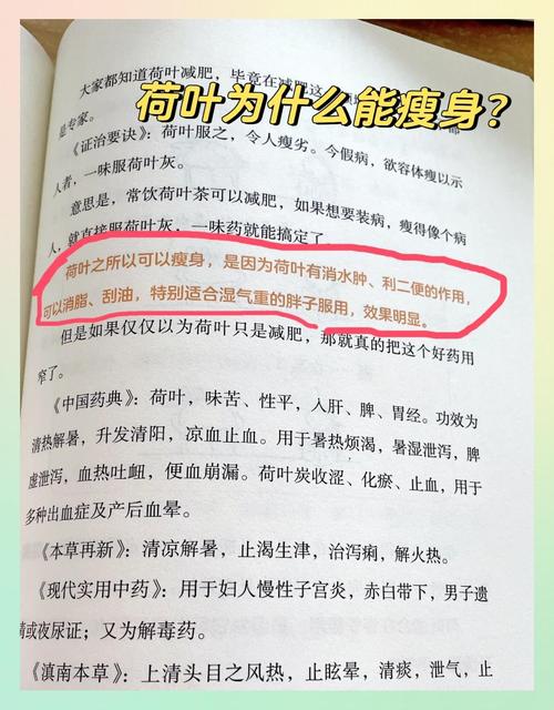 荷叶泡什么最减肥