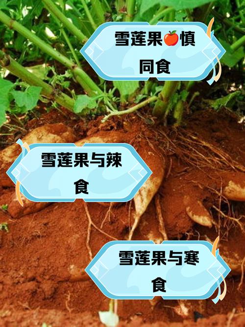 雪莲果什么时候吃减肥