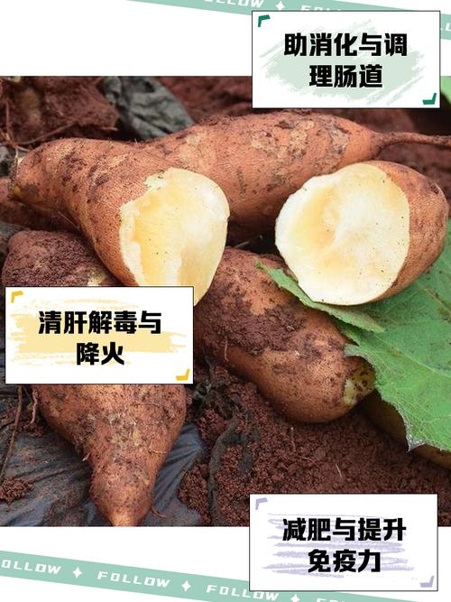 雪莲果什么时候吃减肥