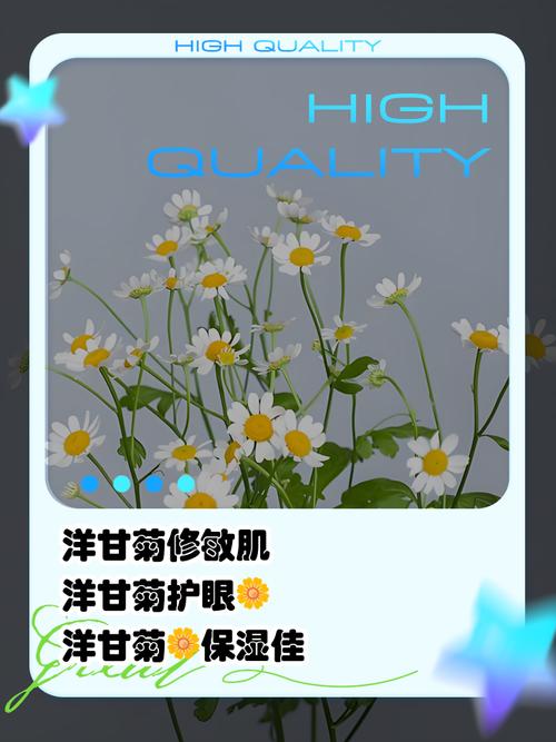 洋甘菊有什么作用